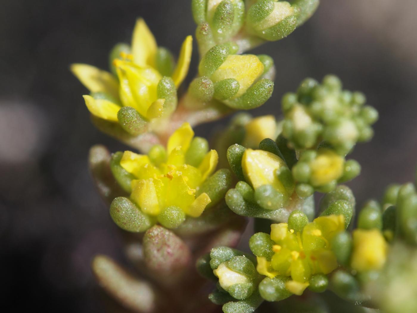 Stonecrop, Annual flower